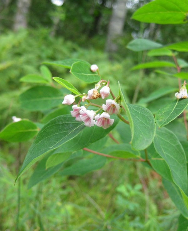 Spreading Dogbane [Apocynum androsaemifolium]