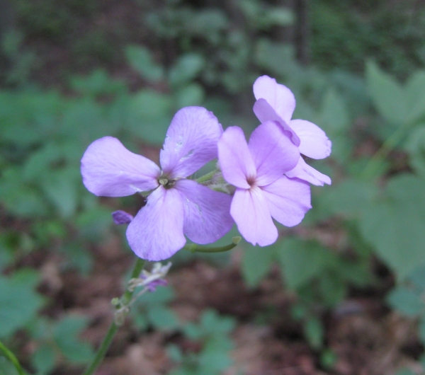 Dame's Rocket [Hesperis matronalis]