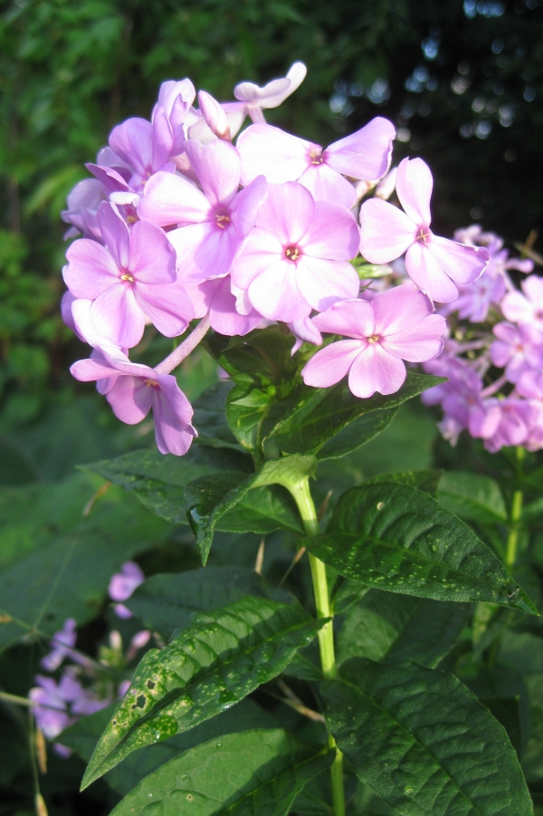 Garden or Fall Phlox [Phlox paniculata]