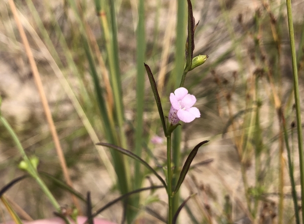 Smooth Gerardia [Agalinis purpurea]