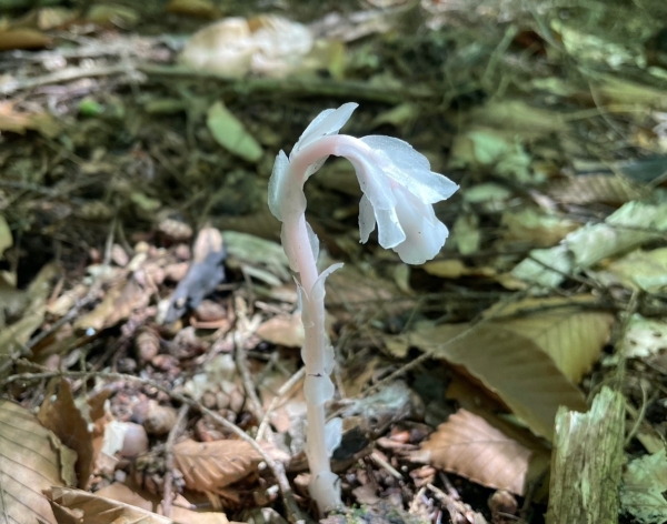 Indian-pipe [Monotropia uniflora]