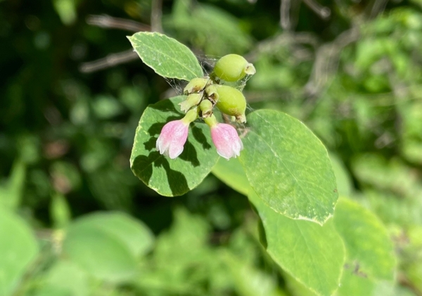 Common Snowberry [Symphoricarpus albus]