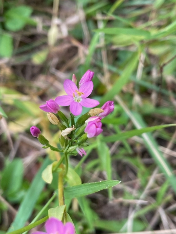 Common Centaury [Centaurium erythraea]