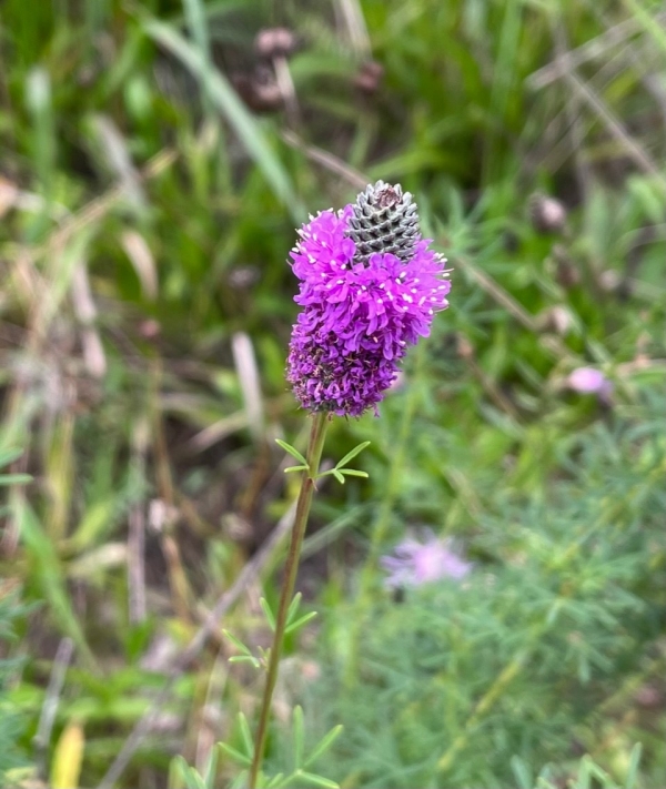 Purple Praire Clover [Dalea purpurea]