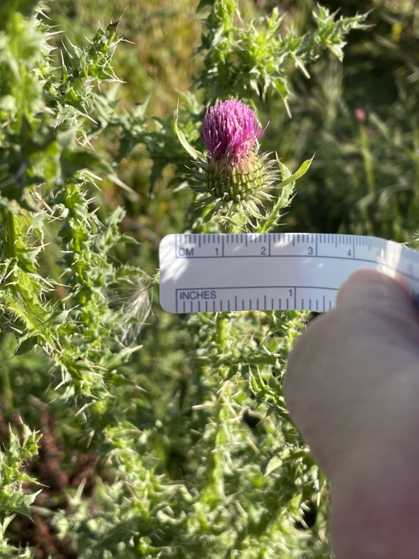 Plumeless Thistle [Carduus acanthoides]
