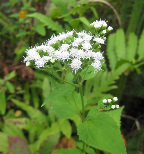 White Snakeroot [Eupatorium rugosum]