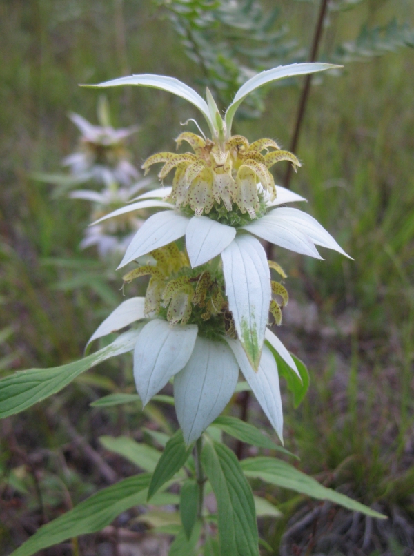 Horsemint [Monarda punctata]