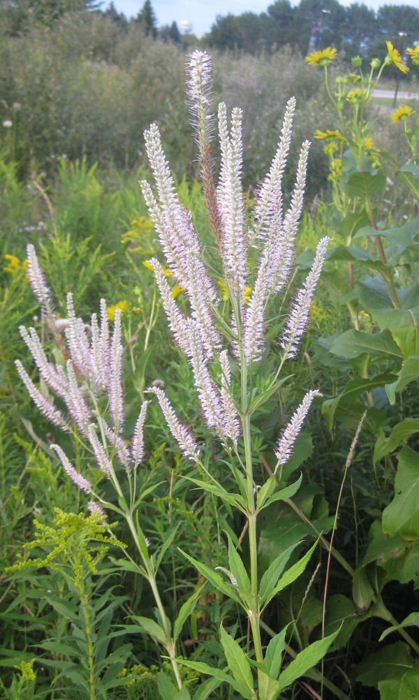 Culver's Root [Veronicastrum virginicum]