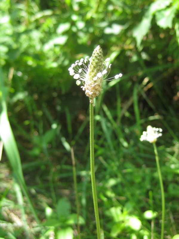 English Plantain [Plantago lanceolata]