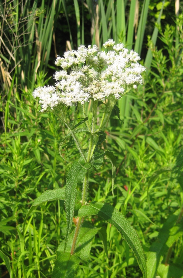 Boneset [Eupatorium perfoliatum]