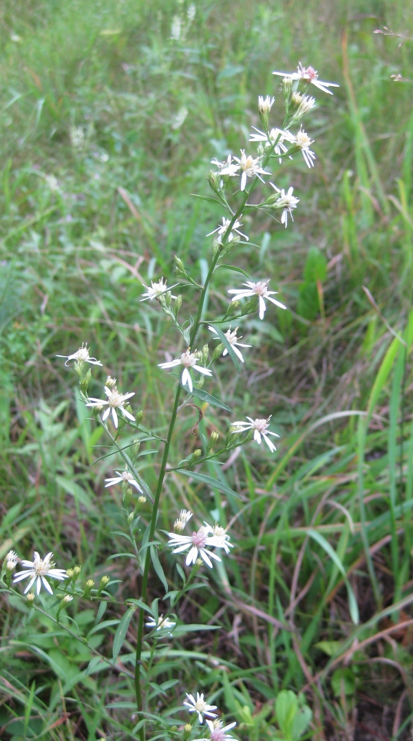 Small White Aster [Aster vimineus]