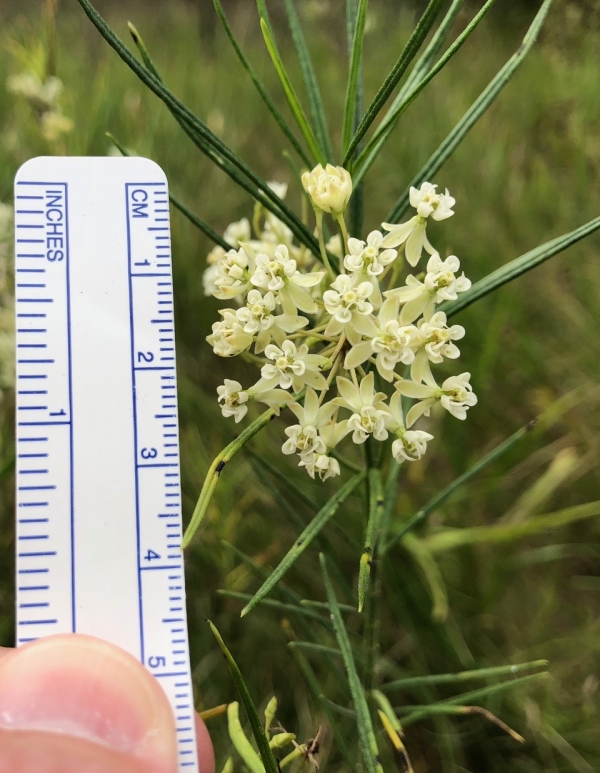 Whorled Milkweed [Asclepias verticillata]