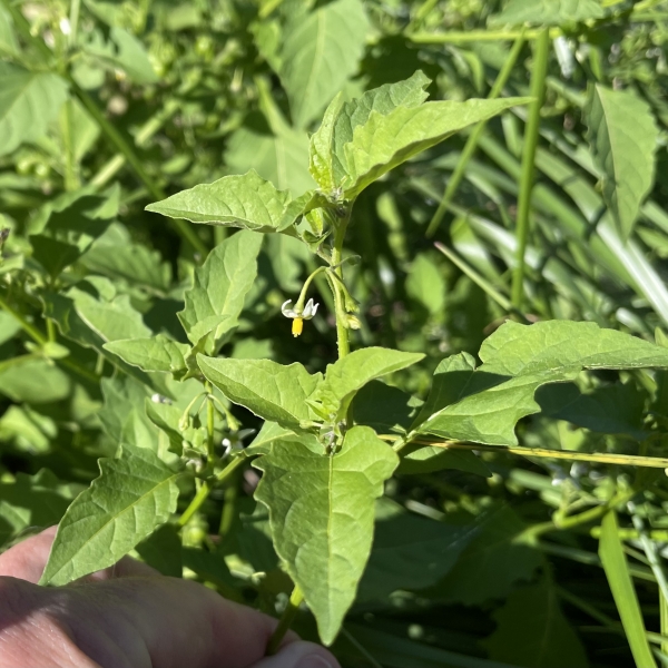 Black Nightshade [Solanum  ptychanthum]