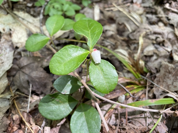 Wintergreen [Gaultheria procumbent]