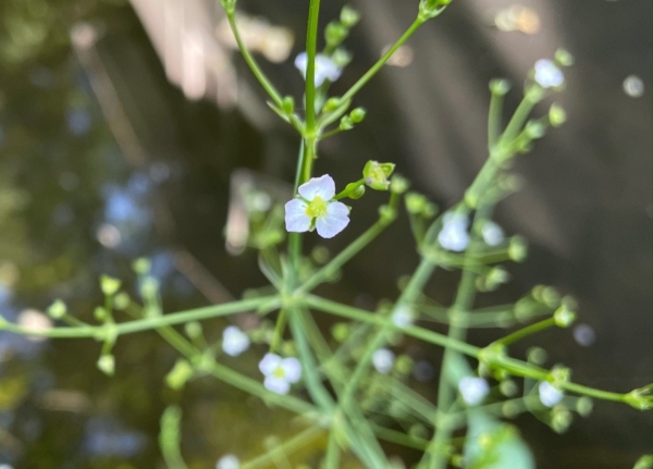 Northern water-plantain [Alisma triviale]