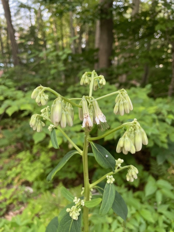 Tall white lettuce [Nabalus altissimus]