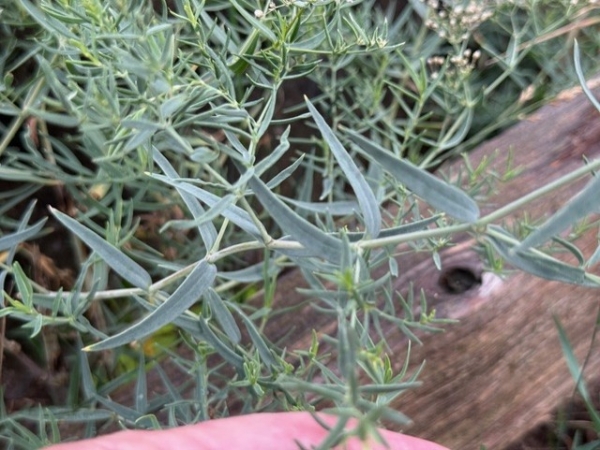 Baby Breath [Gypsophila paniculata]