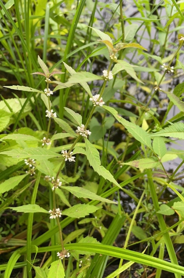 Northern Bugleweed [Lycopus uniflorus]