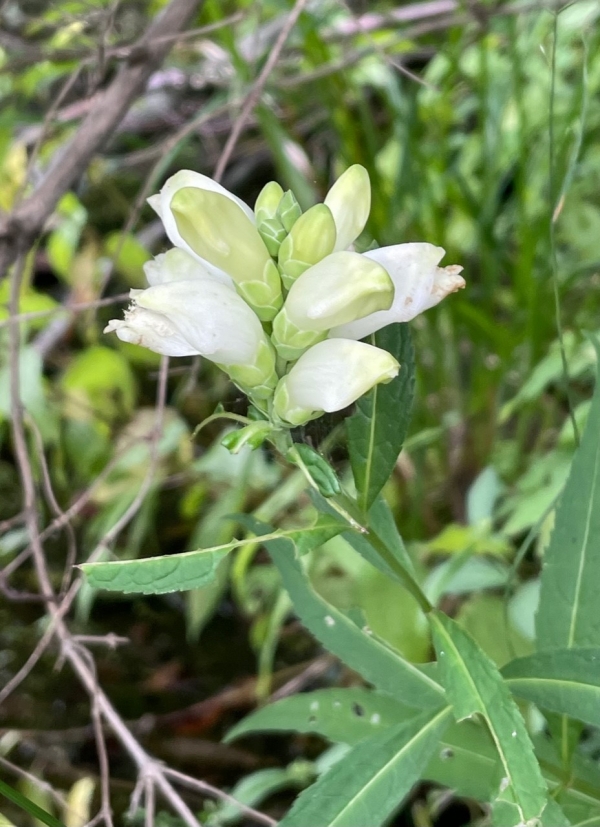 White Turtlehead [Chelone glabra]