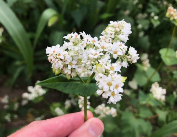 Buckwheat [Fagopyrum esculentum]