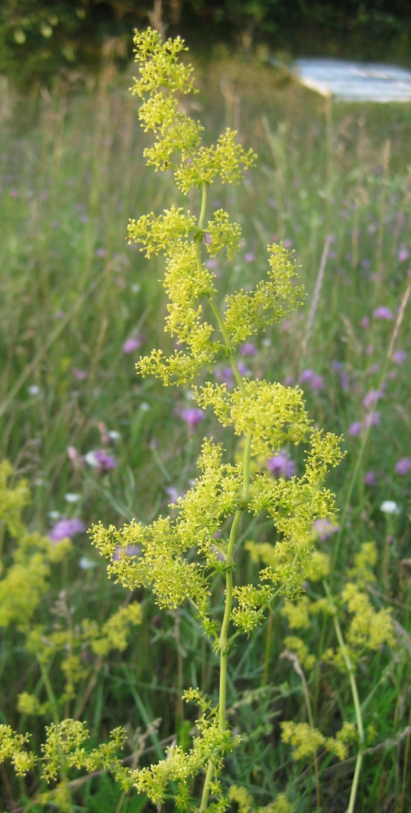 Yellow Bedstraw [Galium verum]