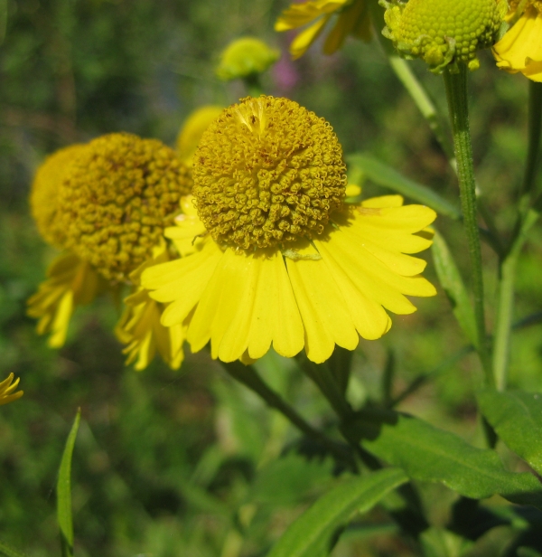 Sneezeweed [Helenium autumnale]