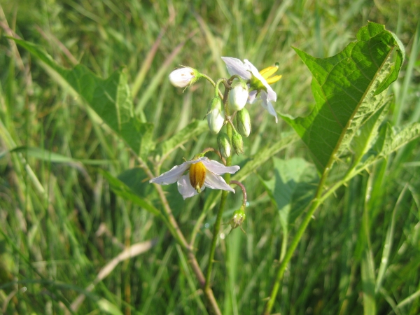 Horse Nettle [Solanum  carolinense]