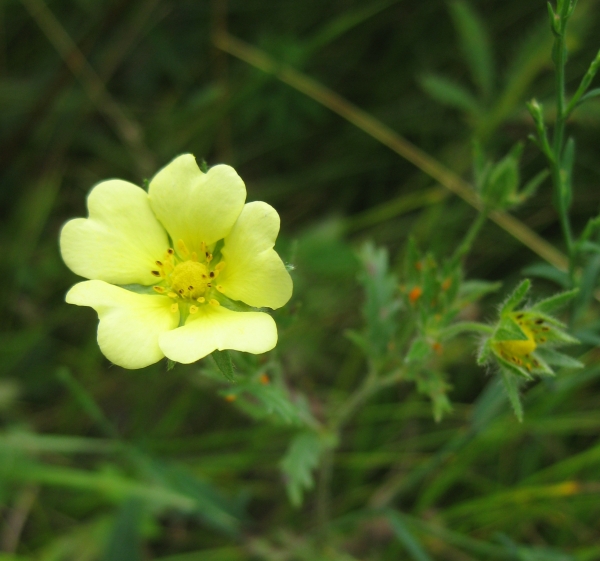 Rough-Fruited Cinquefoil [Potentilla recta]