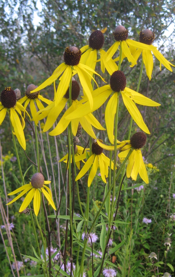 Prairie Coneflower [Ratibida pinnata]