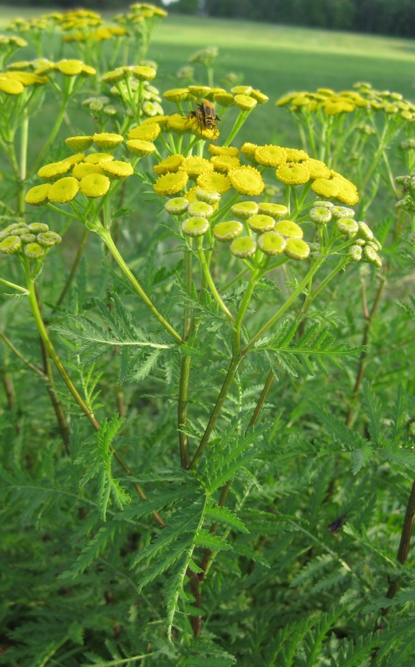 Common Tansy [Tanacetum vulgare]