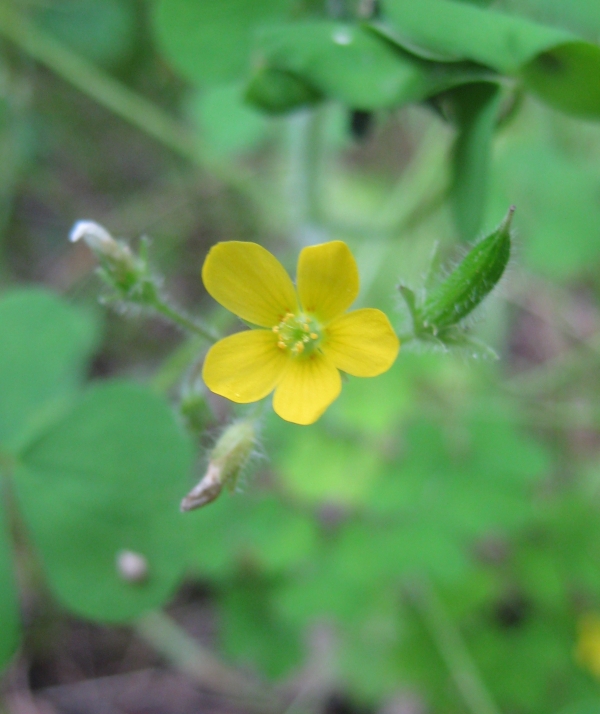 Yellow Wood Sorrel [Oxalis stricta]