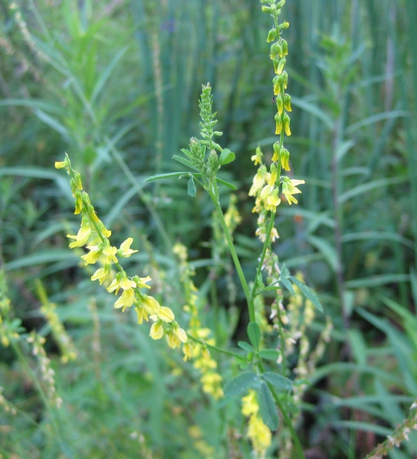 Yello Sweet Clover [Melilotus officinalis]