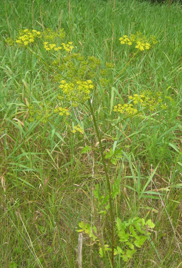 Wild Parsnip [Pastinaca sativa]