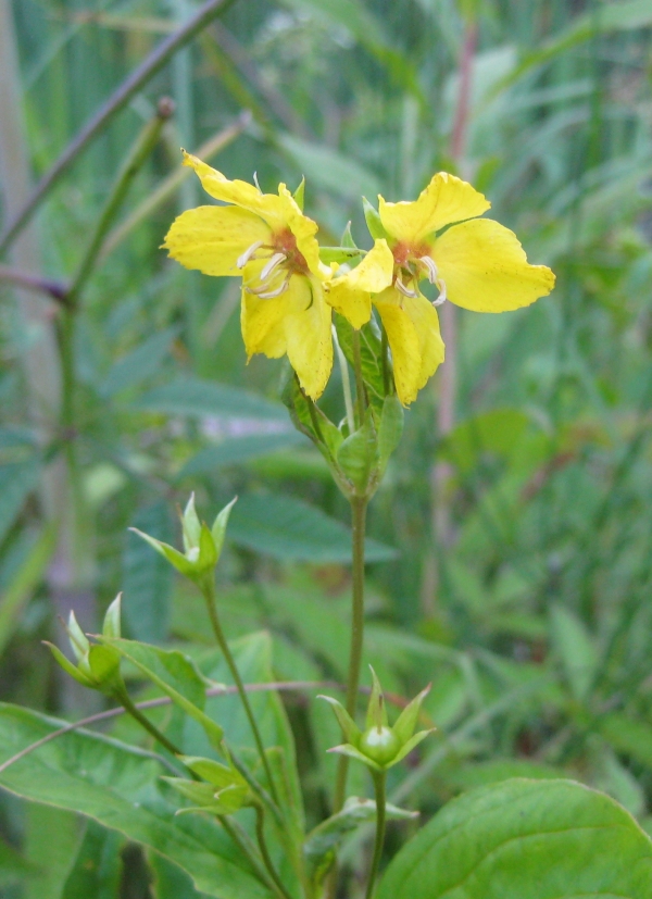 Fringed Loosestrife [Lysimachia ciliata]