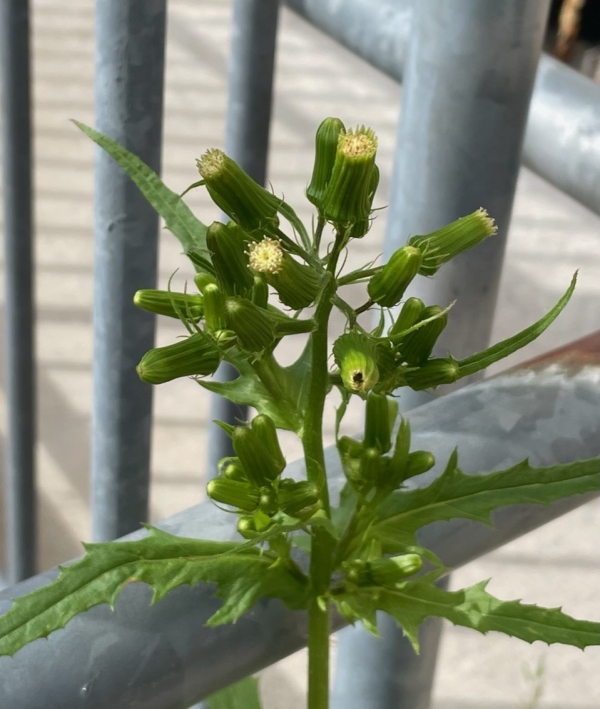 Pilewort [Erechtites hieraciifolius]