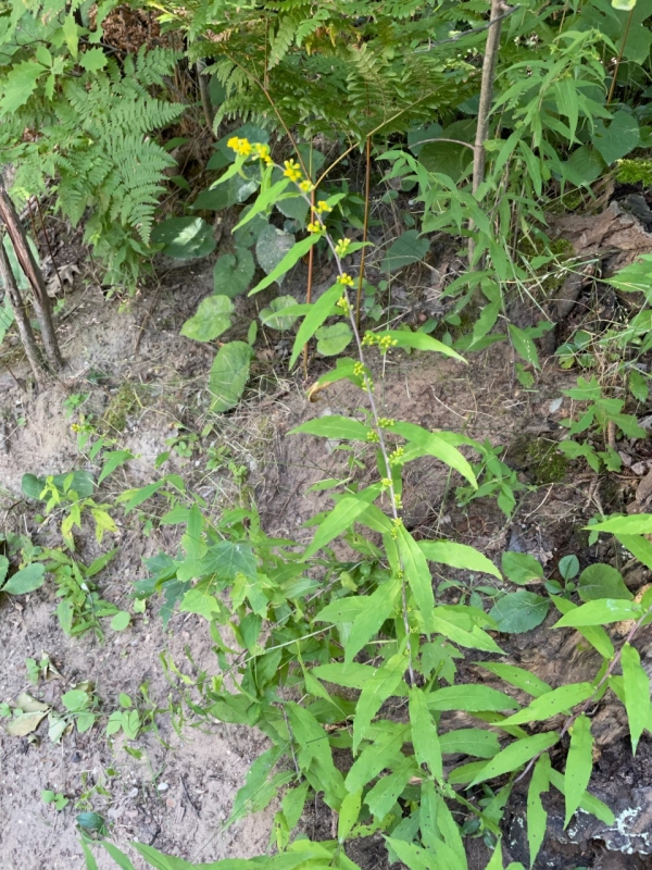 Blue-stemmed goldenrod [Solidago caesia]
