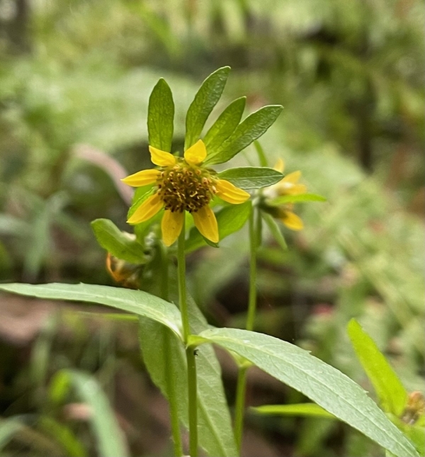Bur- Marigolds [Bidens cernua]