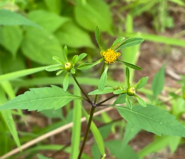 Purplestem beggar-ticks [Bidens connate]
