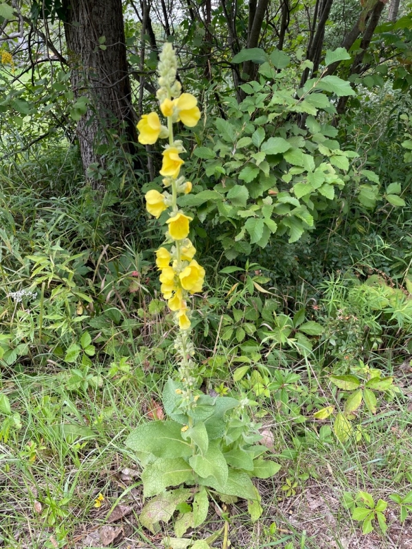 Clasping Mullein [Verbascum phlomoides]