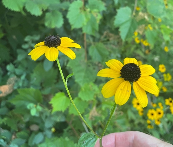 Brown-eyed Susan [Rudbeckia trilby]