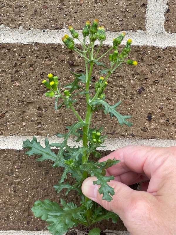 Common Groundsel [Senecio vulgaris]