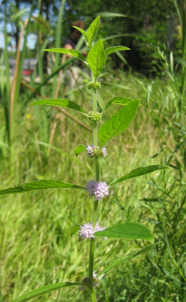 Wild Mint [Mentha arvensis]