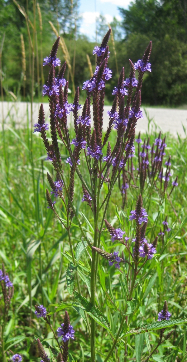 Blue Vervain [Verbena hastata]
