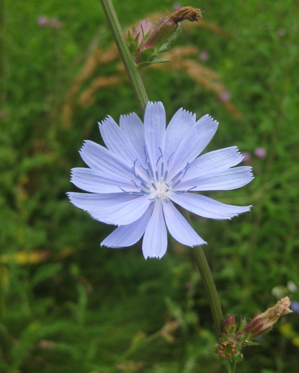 Chicory [Cichorium intybus]