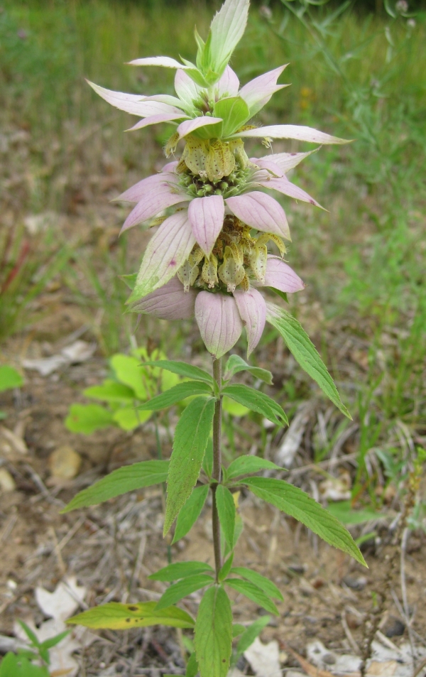 Horsemint [Monarda punctata]