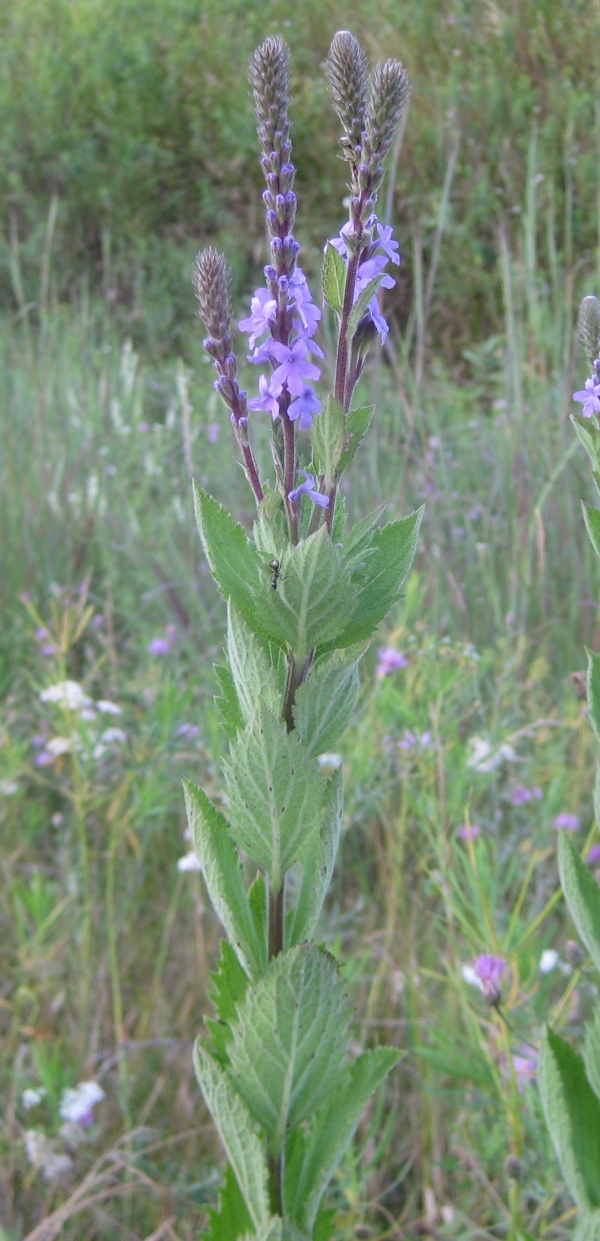 Hoary Vervain [Verbena stricta]