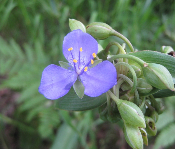 Spiderwort [Tradescantia virginiana]