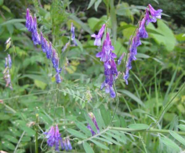 Cow Vetch [Vicia cracca]