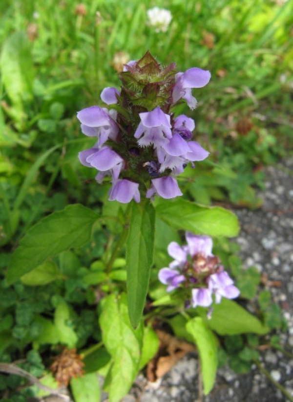 Heal All [Prunella vulgaris]