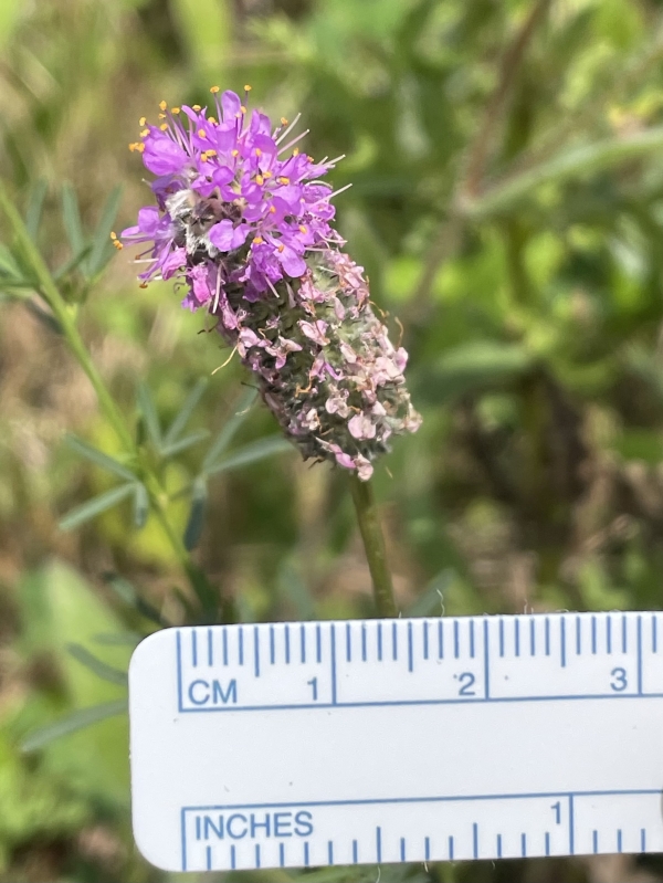 Purple Praire Clover [Dalea purpura]